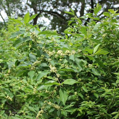 Winterberry Hardy Shrub Collection
