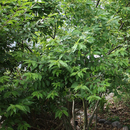 Southern Gentleman Winterberry