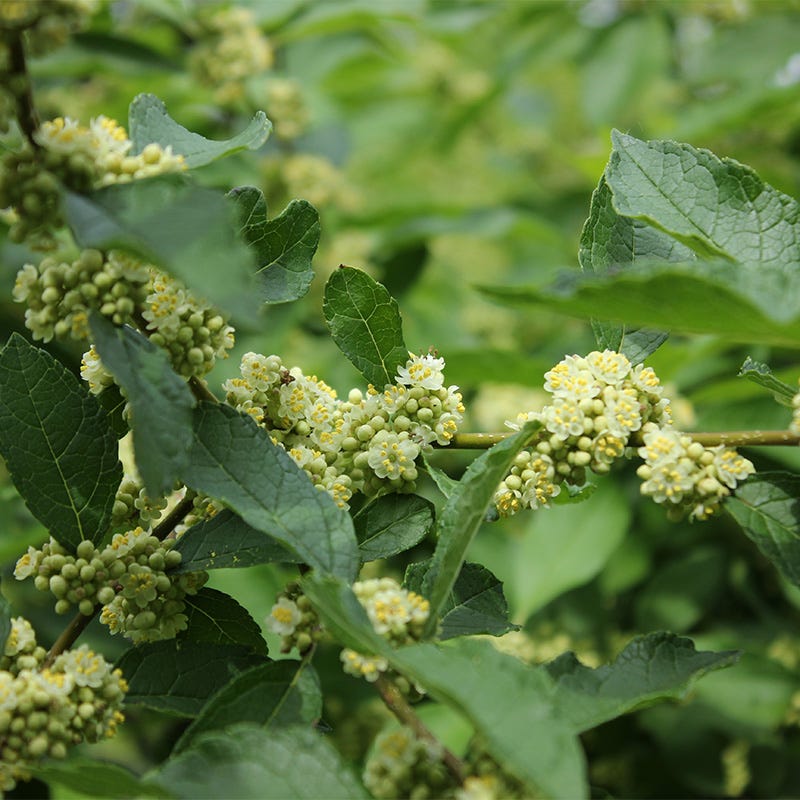 Southern Gentleman Winterberry