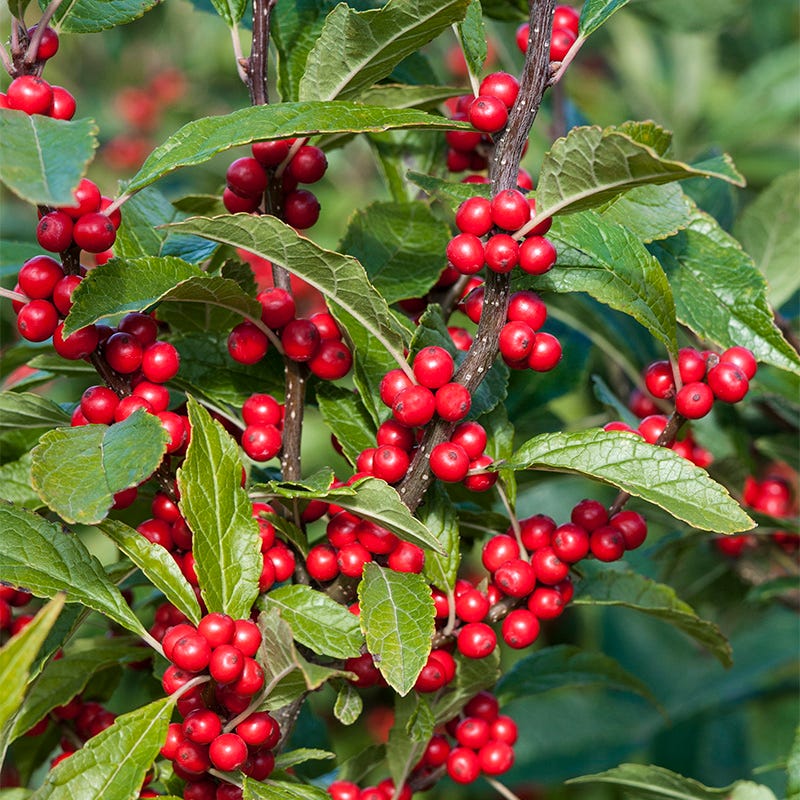 Winterberry Hardy Shrub Collection