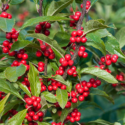 Winterberry Hardy Shrub Collection