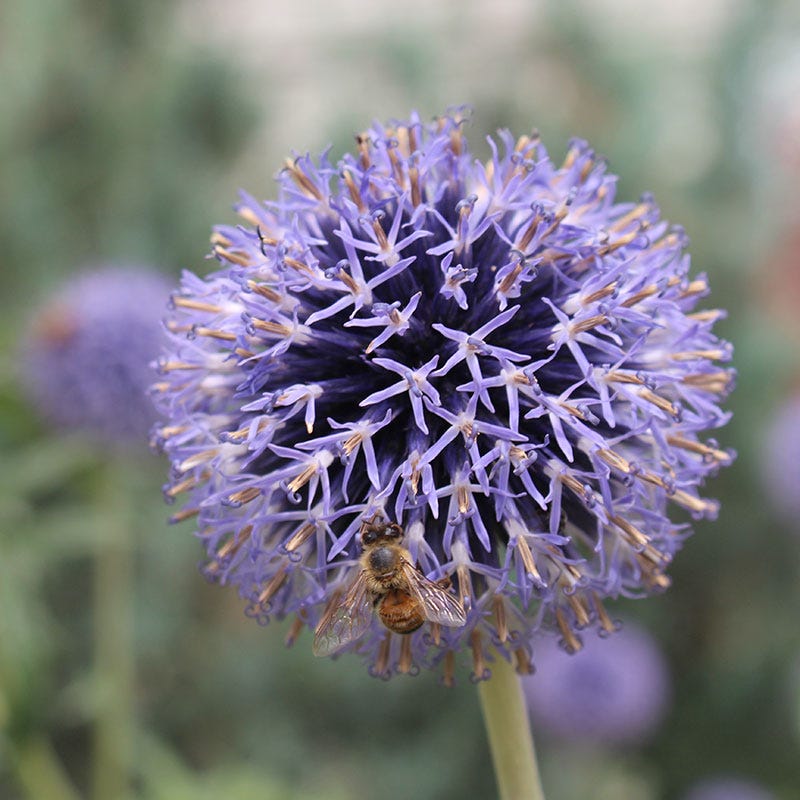 Veitch's Blue Echinops