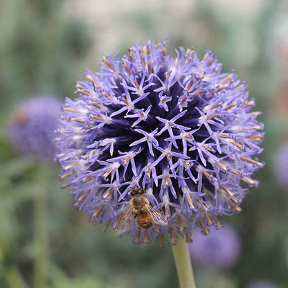Veitch's Blue Echinops