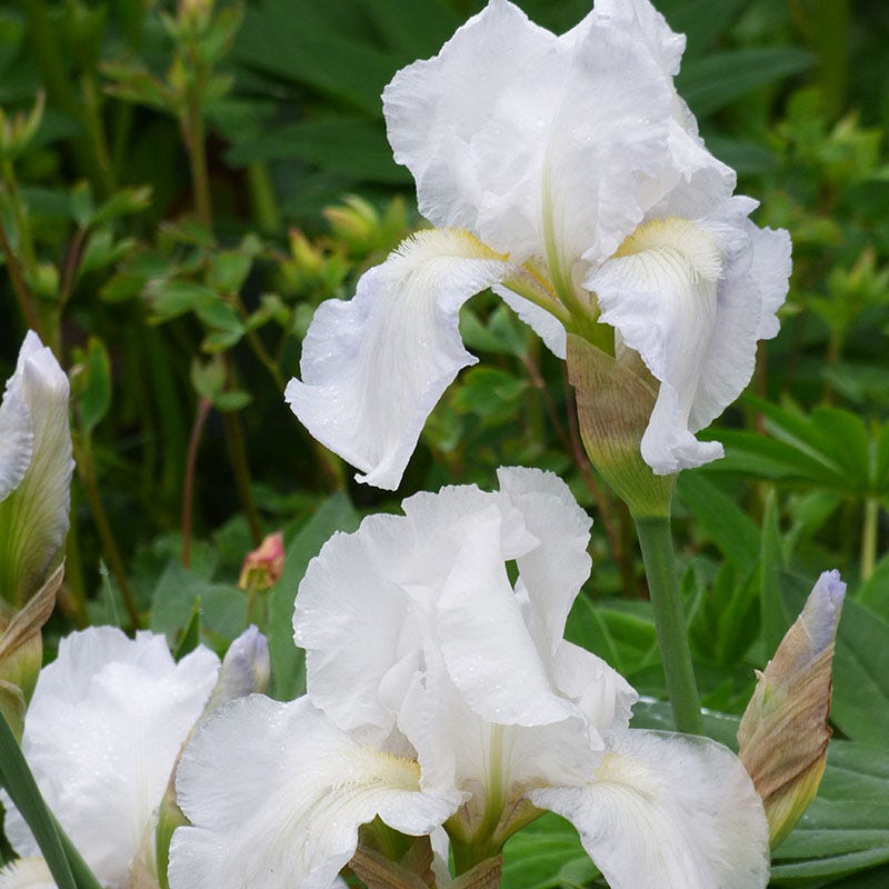 Formal Affair Bearded Iris Collection