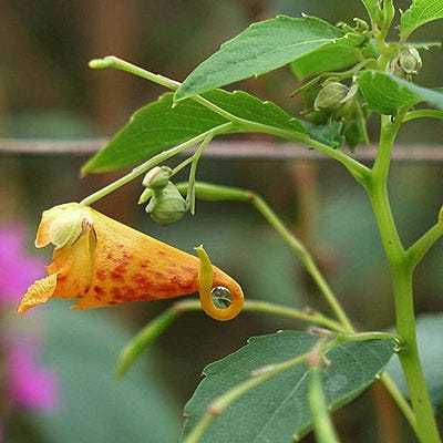 touch me not plant seed pod Touch Me Not Seeds, Jewelweed, Impatiens capensis