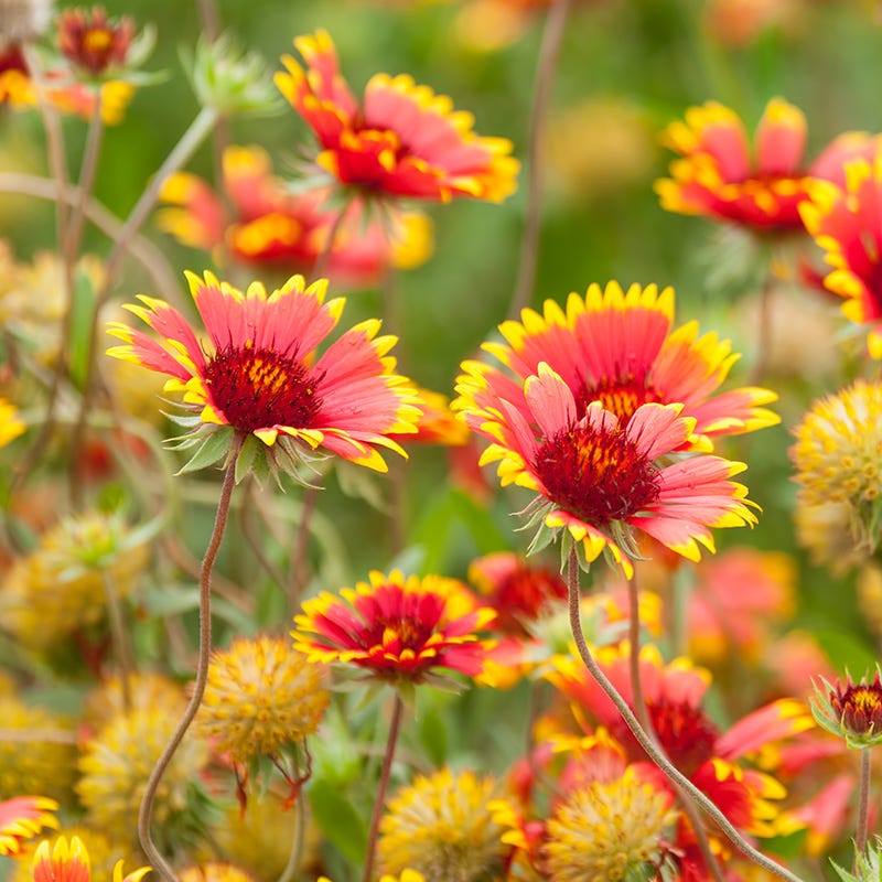 garden seed blanket Firewheel Seeds | Red/Yellow
