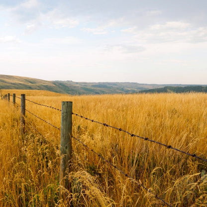 Yellow Prairie Grass Seeds