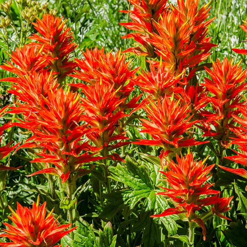 Scarlet Paintbrush Seed Packet, Castilleja coccinea