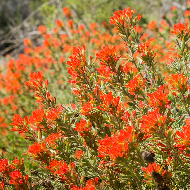 Scarlet Paintbrush Seed Packet, Castilleja coccinea