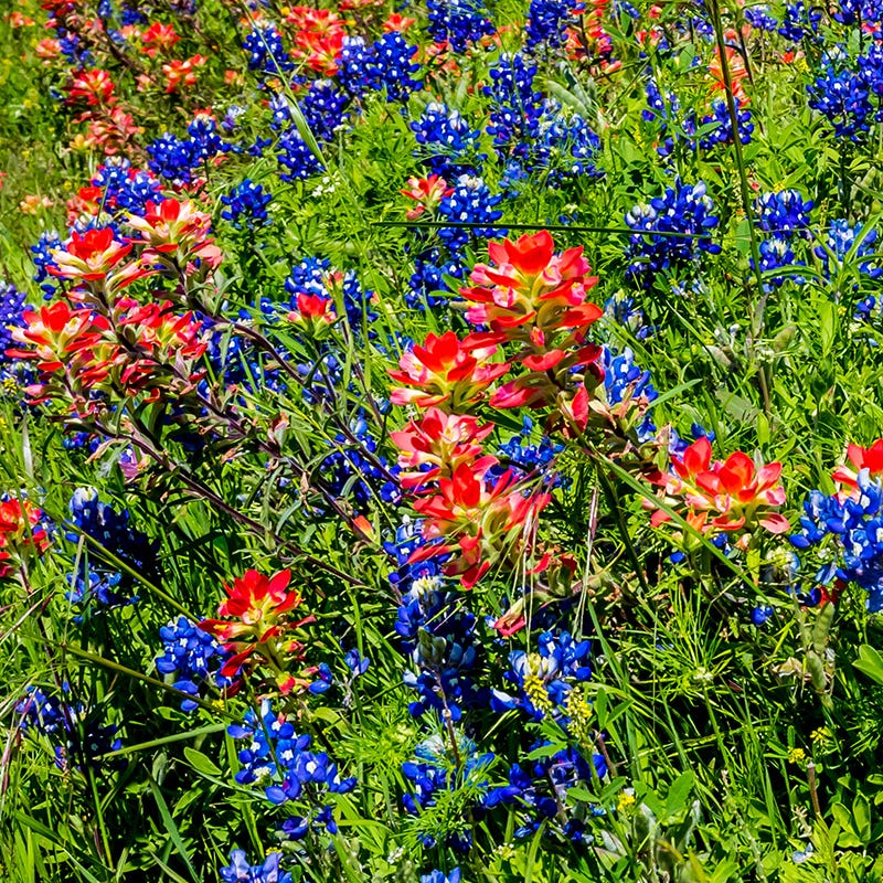 Scarlet Paintbrush Seed Packet, Castilleja coccinea