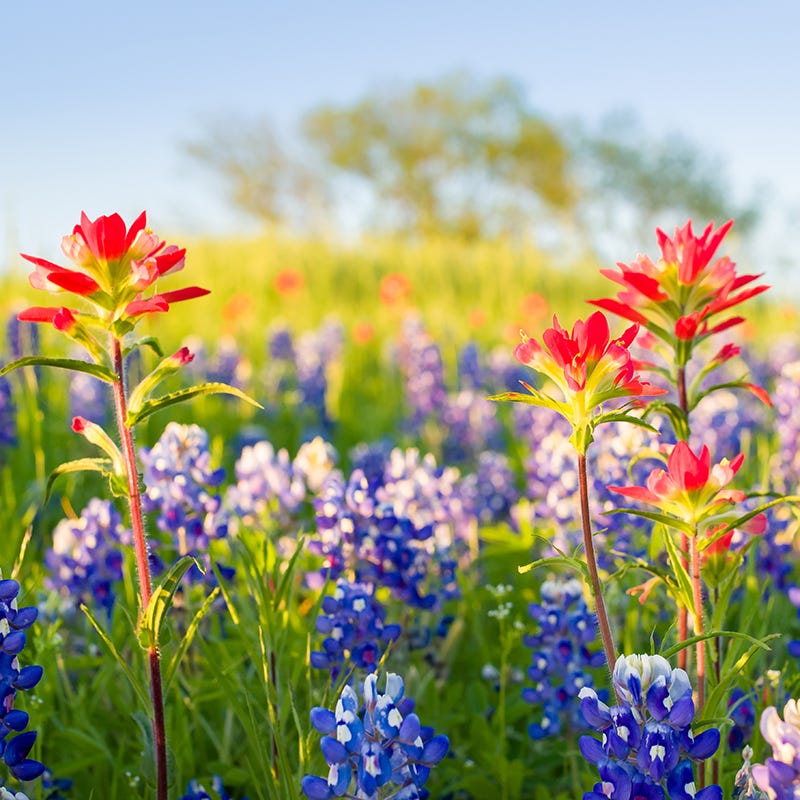 Scarlet Paintbrush Seed Packet, Castilleja coccinea