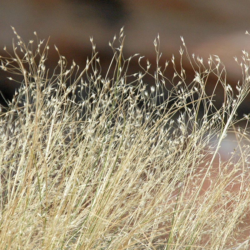 plant grass seed colorado Indian Ricegrass Seeds, Oryzopsis hymenoides
