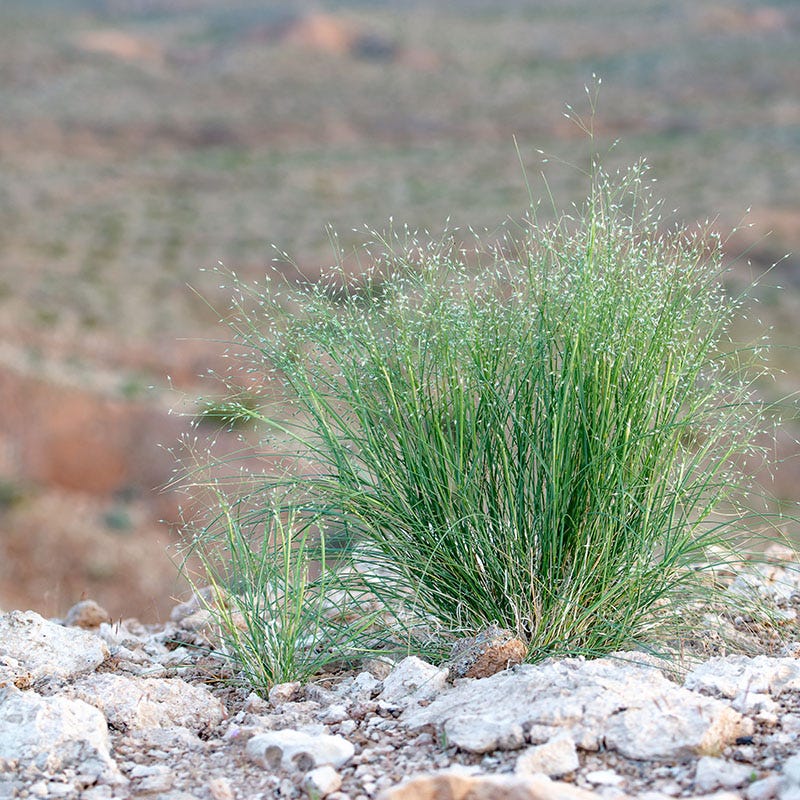 Indian Ricegrass Seeds