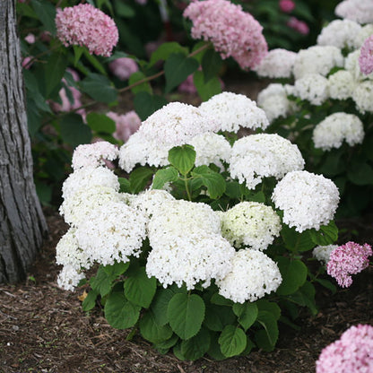 Invincibelle Wee White® Hydrangea, photo courtesy of Proven Winners®