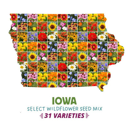 wildflower seeds for iowa Iowa Wildflower Seed Mix |Colorful Blooms for Pollinators