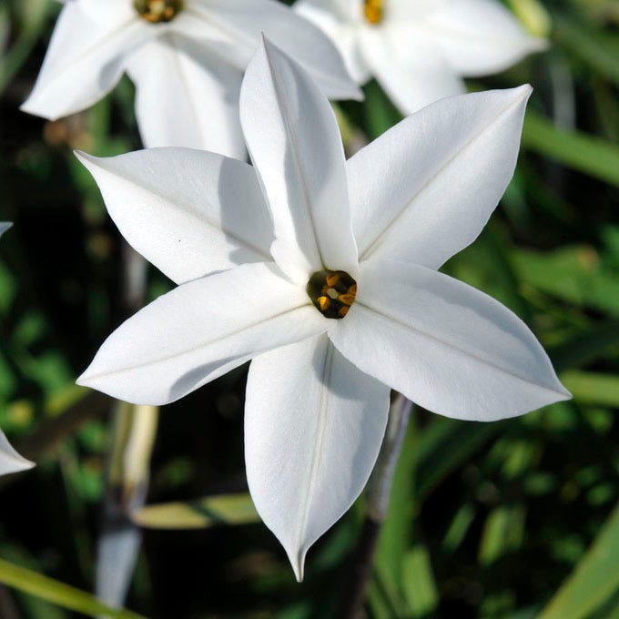 White Ipheion