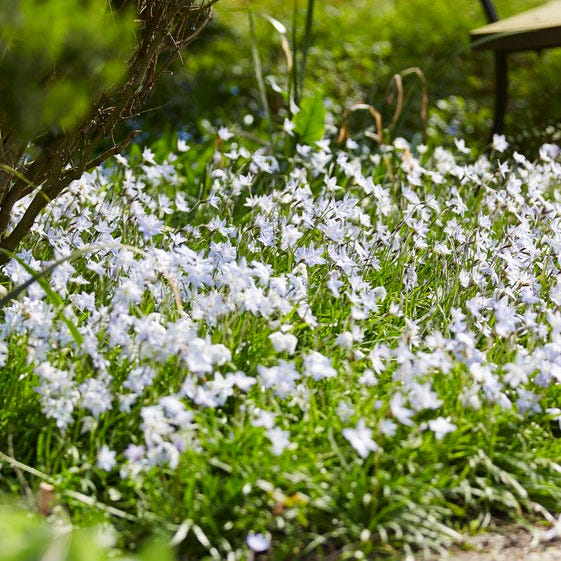 White Ipheion