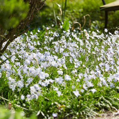 White Ipheion