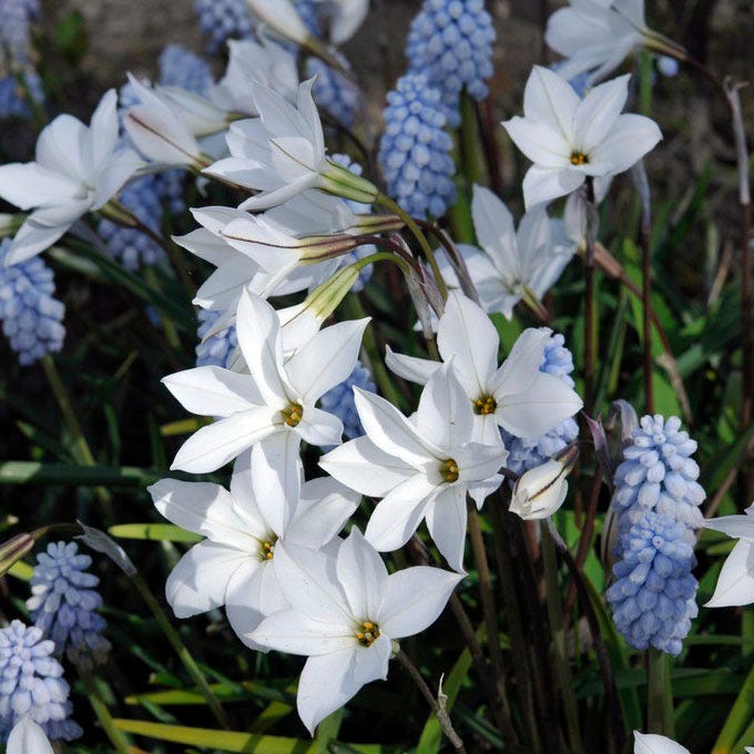 White Ipheion