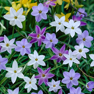Ipheion Mix