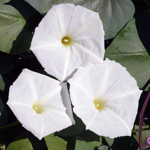 best time to plant moonflower seeds Moonflower Seeds, Ipomoea alba