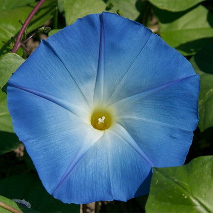 Heavenly Blue Morning Glory Seeds