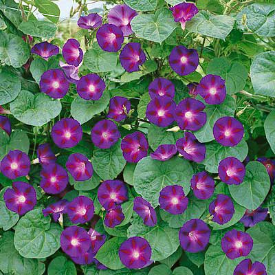 Grandpa Ott Morning Glory Seeds