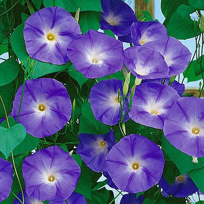 Purple Morning Glory Seeds