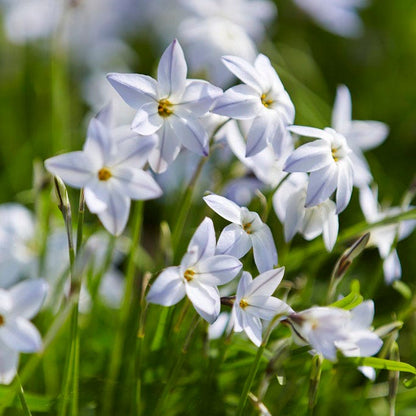 White Ipheion