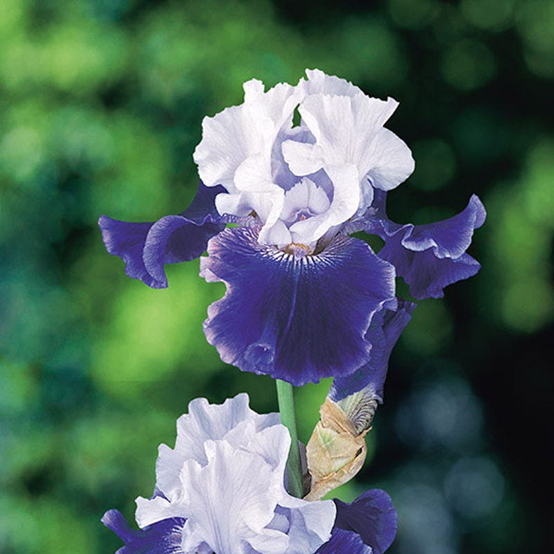 Best Bet Bearded Iris