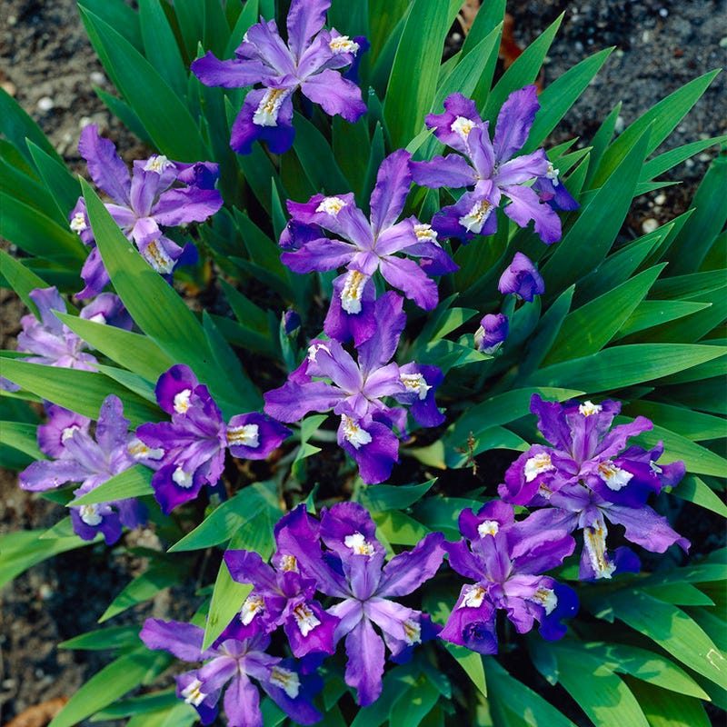 Dwarf Crested Iris