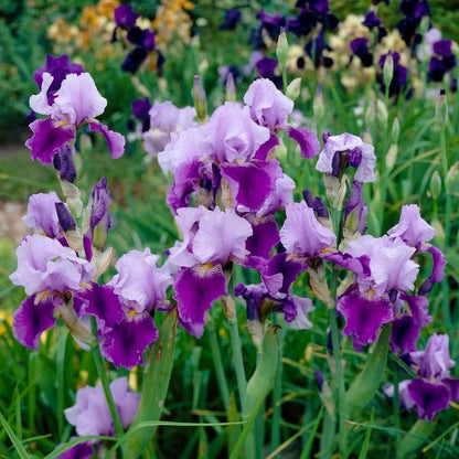 Colorful Cutting Garden Plant Collection