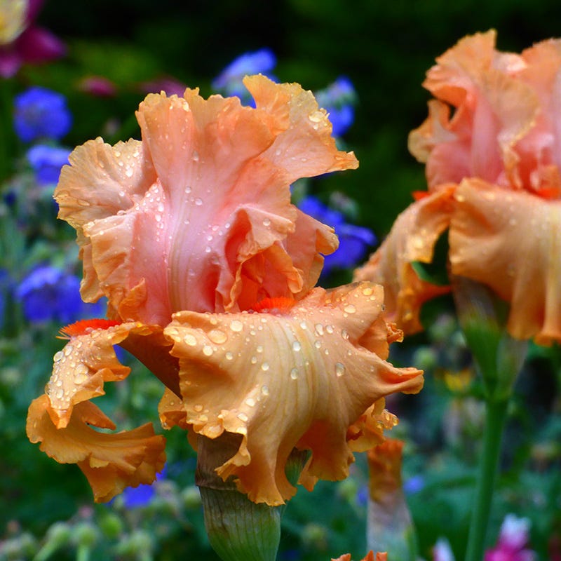Autumn Riesling Bearded Iris
