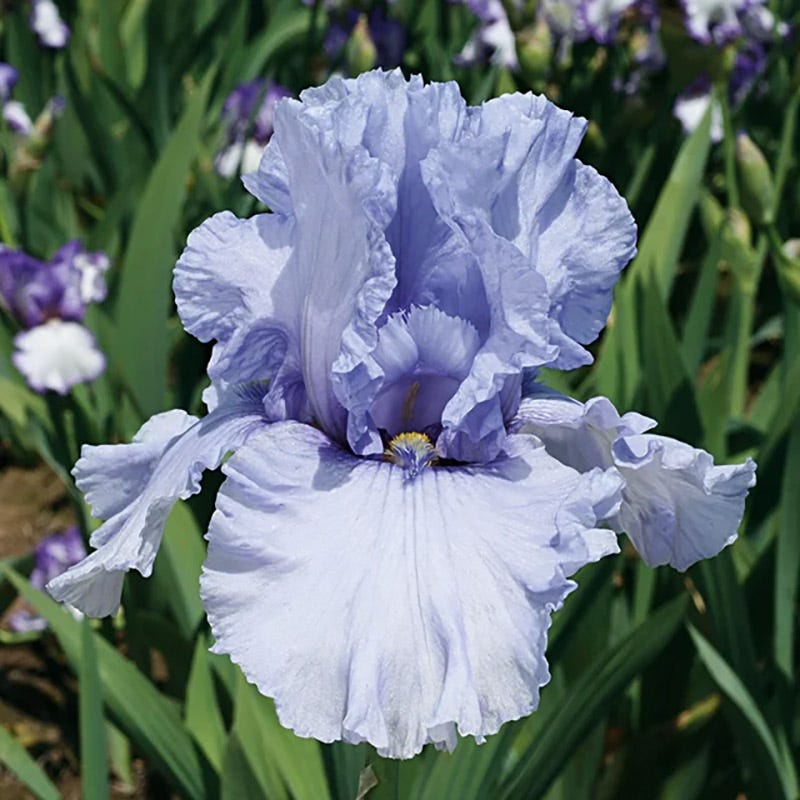 Coastal Blues Bearded Iris Collection