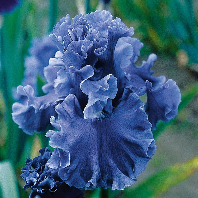 Sea Power Bearded Iris