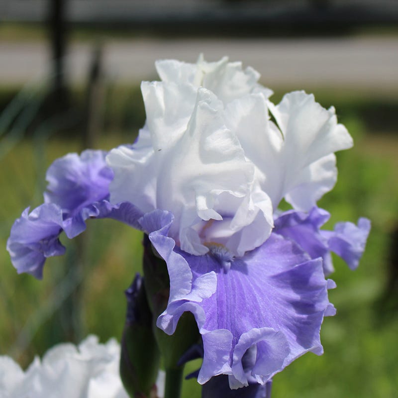 Mariposa Skies Reblooming Bearded Iris