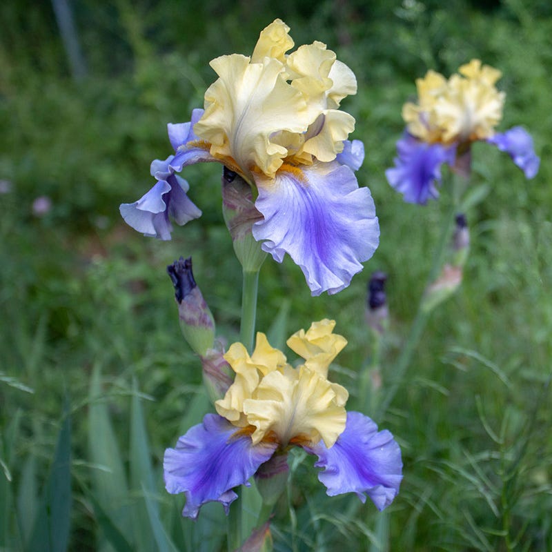 Edith Wolford Bearded Iris