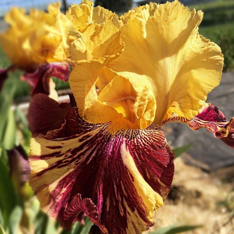 Ziggy Reblooming Bearded Iris