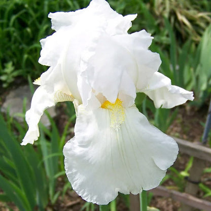 Fragrant Bearded Iris Collection