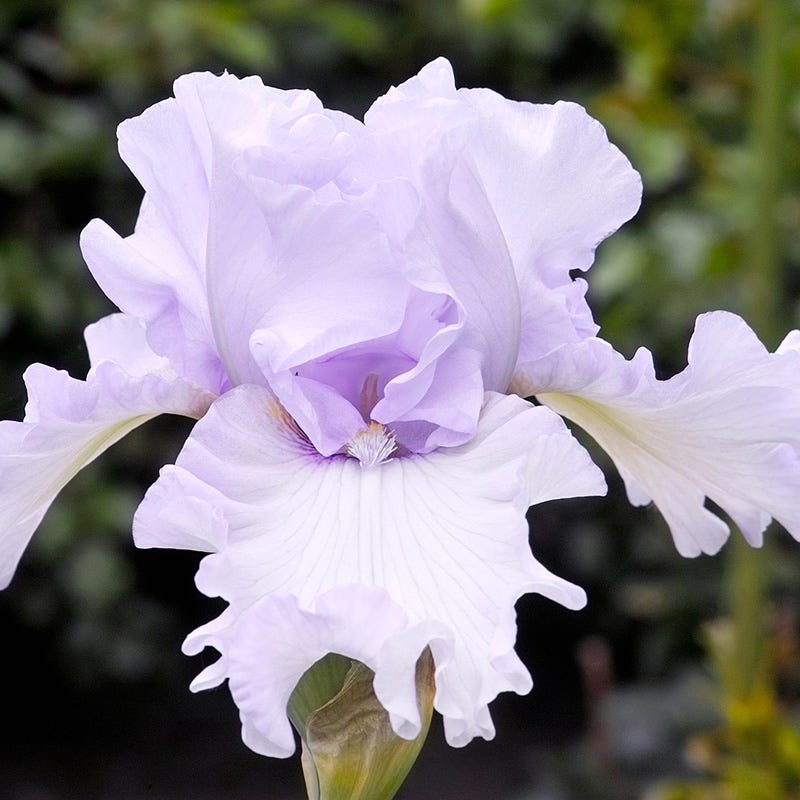 Silverado Bearded Iris