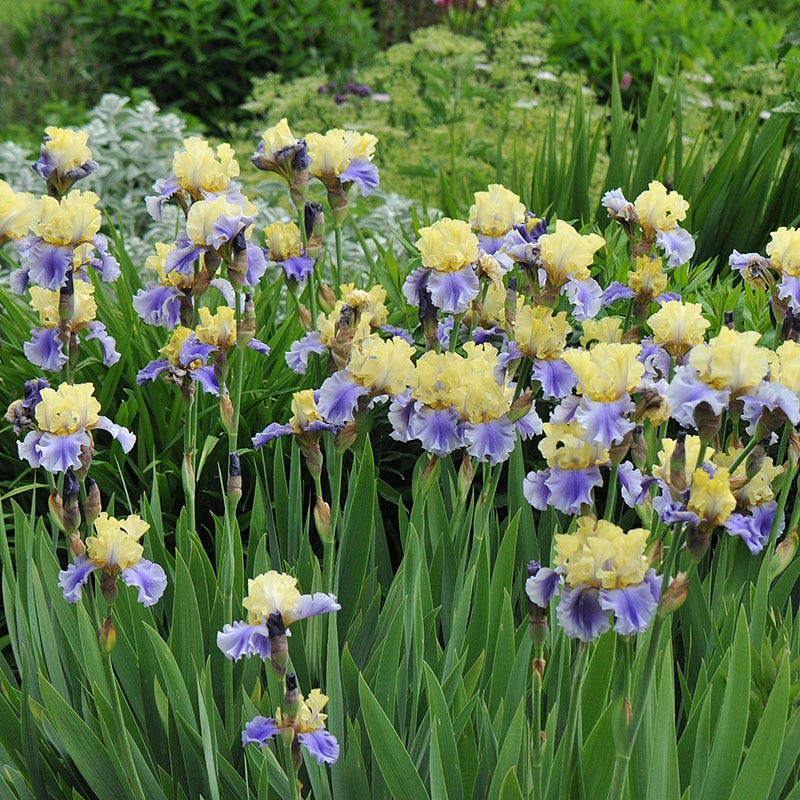Edith Wolford Bearded Iris