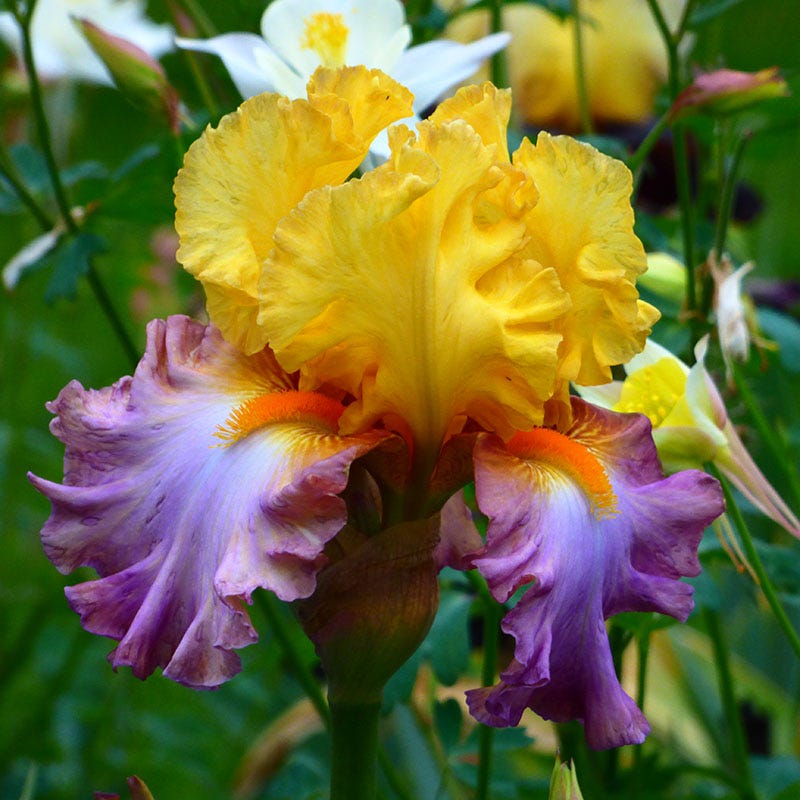 Enthralled Bearded Iris