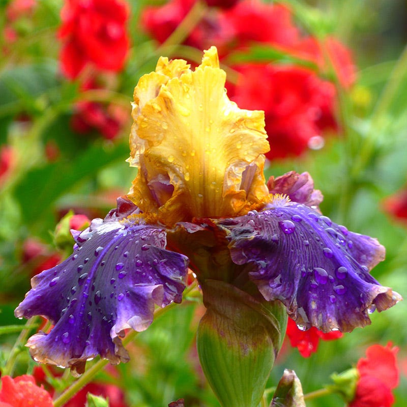 Final Episode Reblooming Bearded Iris