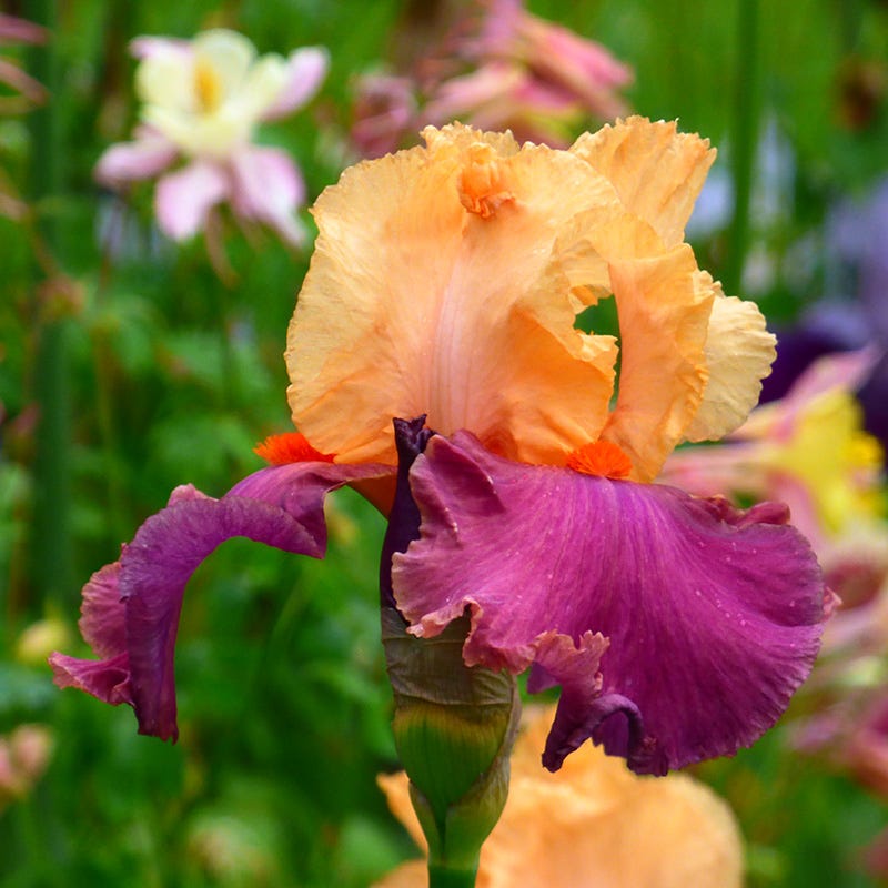 Frimousse Bearded Iris|Orange Bearded Iris Frimousse, Iris germanica, Bearded Iris or German Iris