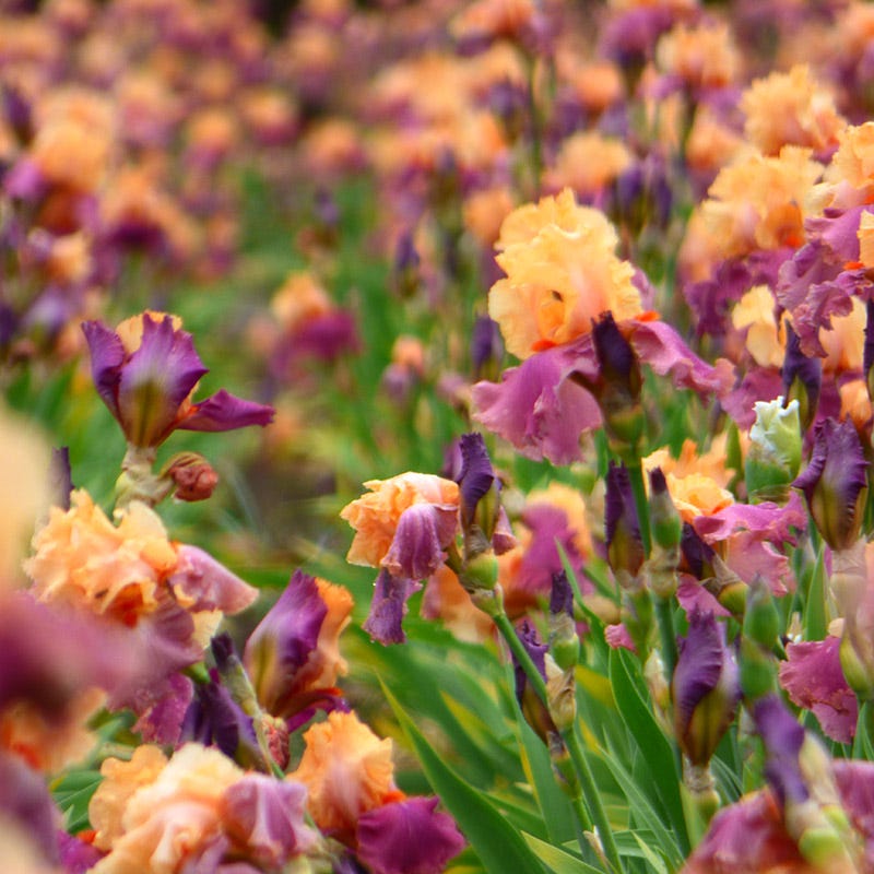 Frimousse Bearded Iris