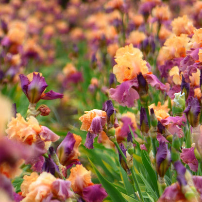 Frimousse Bearded Iris