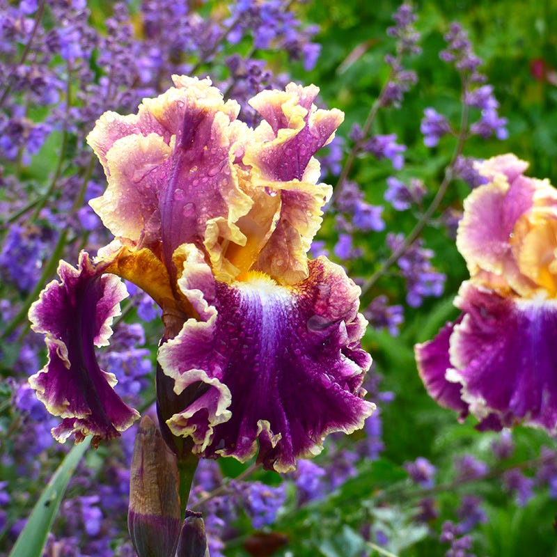 Berry Spice Bearded Iris Collection