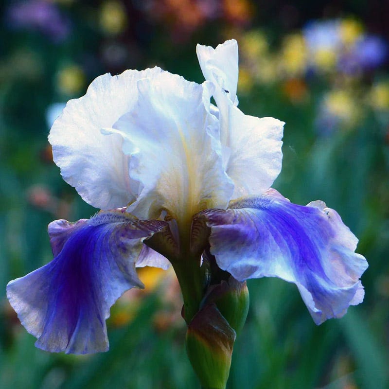 Coastal Blues Bearded Iris Collection