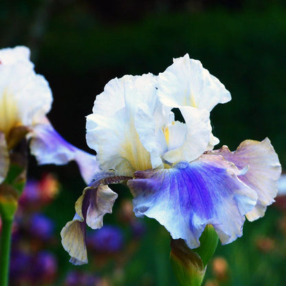 On Deck Reblooming Bearded Iris