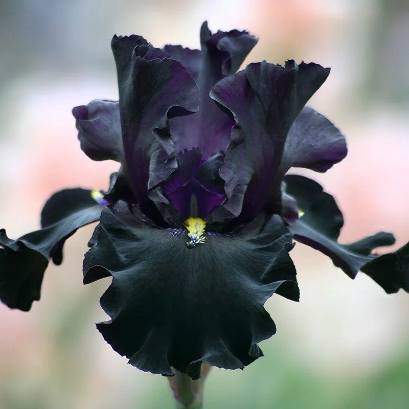 Crystal Ball Bearded Iris Collection